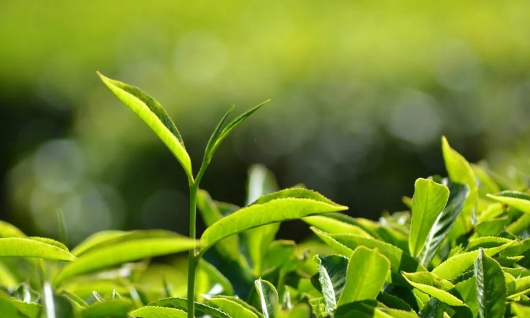 Green Tea Extract May Help Reduce Blood Sugar and Gut Inflammation